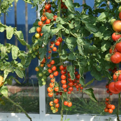 Paradajka Charmant F1 - Solanum Lycopersicum - semená - 10 ks