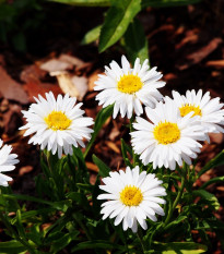 Astra alpínska biela - Aster alpinus - semená - 50 ks