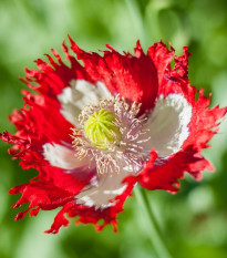 Mak siaty Danish Flag - Papaver somniferum - semená - 150 ks