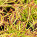 Rosička kapská - Drosera Capensis - semená - 15 ks