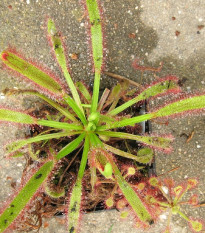 Rosička kapská obrovská - Drosera capensis giant - semená - 15 ks