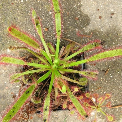 Rosička kapská obrovská - Drosera capensis giant - semená - 15 ks