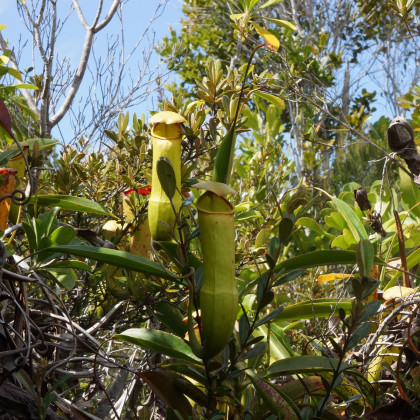 Krčiažník madagaskarský - Nepenthes madagascariensis - semená - 10 ks