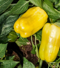 Paprika zeleninová ročná Pusztagold - Capsicum annuum - semená - 12 ks