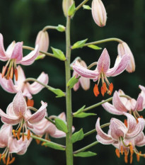 Ľalia zlatohlavá ružová Pink morning - Lilium martagon - cibuľoviny - 1 ks