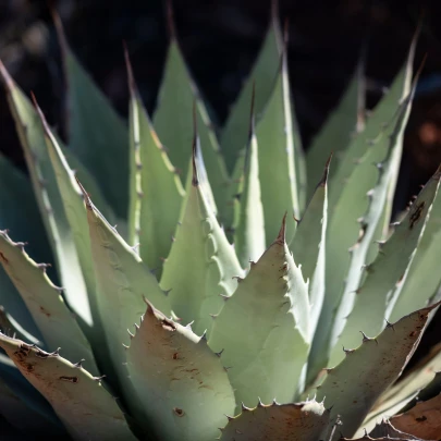 Agáve kalifornské - Agave deserti - semená - 9 ks