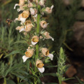 Náprstník vlnatý - Digitalis lanata - semená - 5 ks