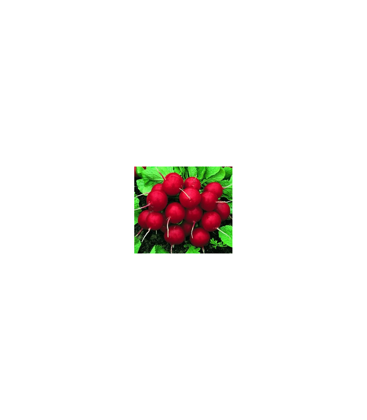 Reďkovka červená guľatá - Carnita - semená - 50ks
