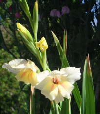 Gladiola Nanus Halley - Gladiolus - cibuľoviny - 3 ks