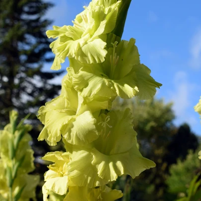 Gladiola Green star - Gladiolus - cibuľoviny - 3 ks