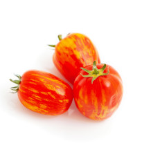 Paradajka Artisan Pink Tiger - Solanum lycopersicum - semená - 5 ks