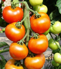 Paradajka Orkado F1 - Solanum lycopersicum - semená - 30 ks