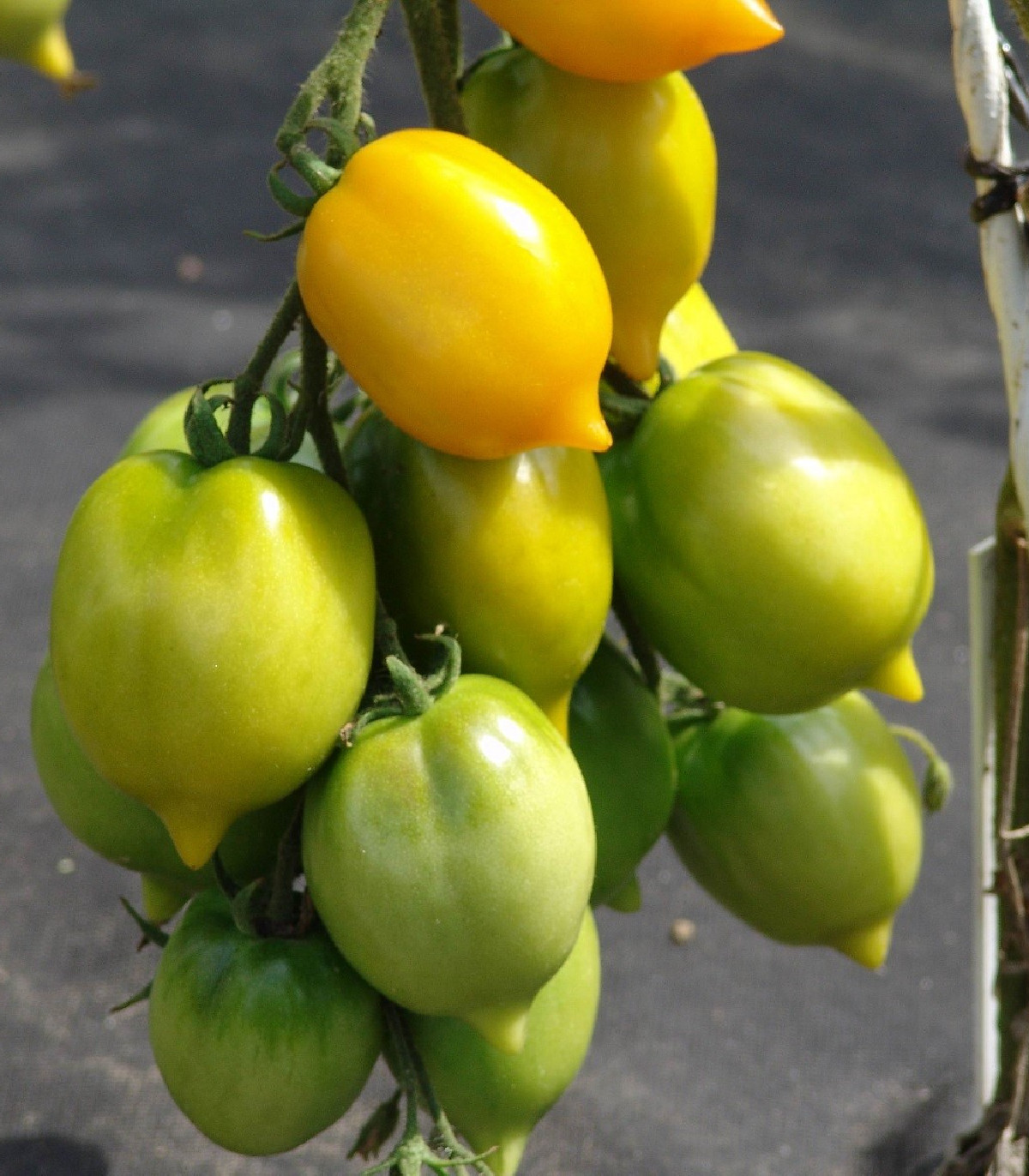 Paradajka Citrina - Solanum lycopersicum - semená - 10 ks
