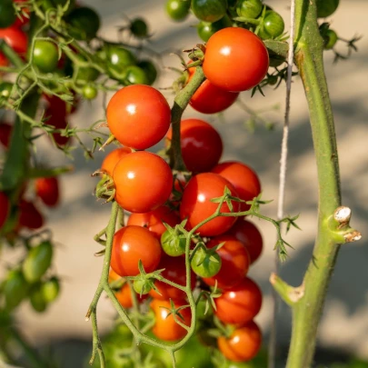 Paradajka Obrie hrozno - Solanum lycopersicum - semená - 7 ks