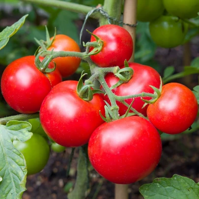 Paradajka Moneymaker - Solanum lycopersicum - semená - 20 ks