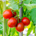 Paradajka Tigerella - Solanum lycopersicum - semená - 6 ks