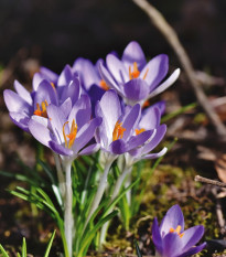 Krókus Tomasiniho Lilac Beauty - Crocus Tommasinianus - cibuľoviny - 3 ks