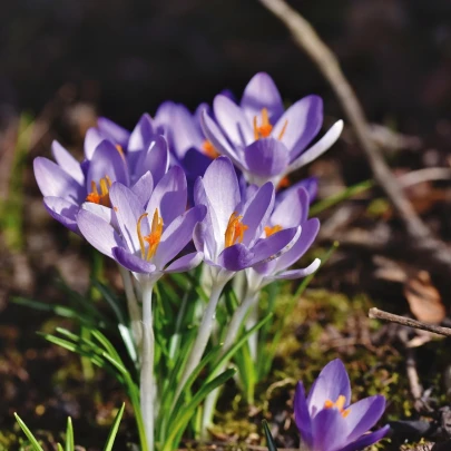 Krókus Tomasiniho Lilac Beauty - Crocus Tommasinianus - cibuľoviny - 3 ks