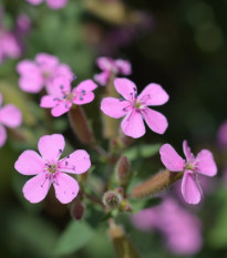 Mydlica bazalkovitá - Saponaria ocymoides - semená - 25 ks