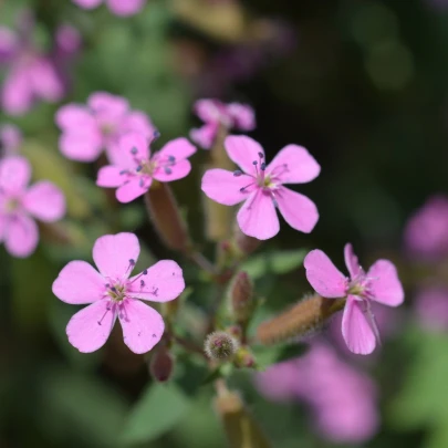 Mydlica bazalkovitá - Saponaria ocymoides - semená - 25 ks