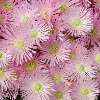 Lampranthus ružový - Lampranthus filicaulis - semená - 10 ks