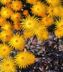 Lampranthus žltý - Lampranthus glaucus - semená - 10 ks