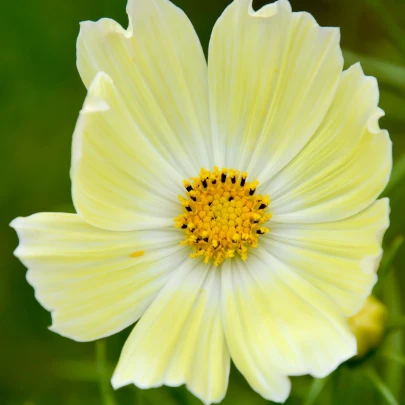 Krasuľka žltá Xanthos - Cosmos bipinnatus - semená - 20 ks