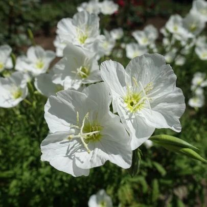 Pupalka zdobná biela - Oenothera speciosa - semená - 20 ks