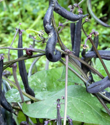 BIO Fazuľa fialová Teepee - Phaseolus vulgaris - bio semená - 20 ks