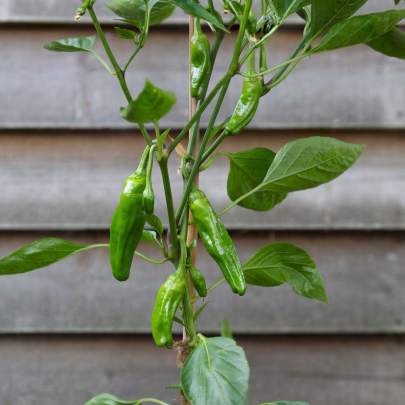 BIO CHilli Pimientos De Padron - Capsicum annuum - bio semená - 7 ks