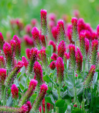 Ďatelina červenavá - Trifolium rubens - semená - 50 ks