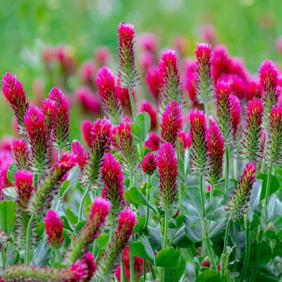 Ďatelina červenavá - Trifolium rubens - semená - 50 ks