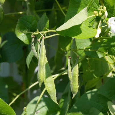 Fazuľa kríčková Filetty - Phaseolus Vulgaris Var. Nanus - semená - 20 ks