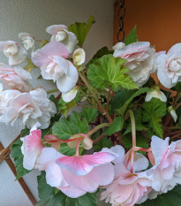 Begónia previsnutá Angelique - Begonia odorata - cibuľoviny - 2 ks