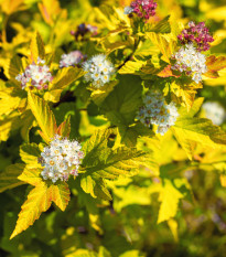 Tavoľa kalinolistá - Physocarpus opulifolius - semená - 8 ks