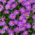 Veternica vábna Violet Star - Anemone blanda - cibuľoviny - 3 ks