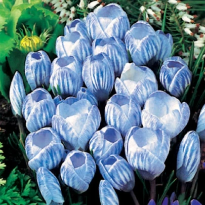 Krókus Sky Blue - Crocus vernus - cibuľoviny - 3 ks