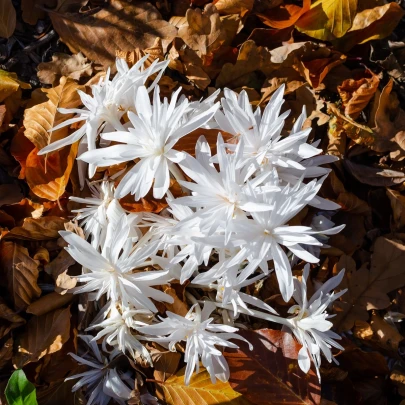 Jesienka plnokvetá biela - Colchicum alboplenum - cibuľoviny - 1 ks