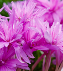 Jesienka Waterlily - Colchicum - cibuľoviny - 1 ks