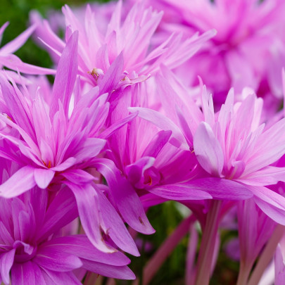 Jesienka Waterlily - Colchicum - cibuľoviny - 1 ks