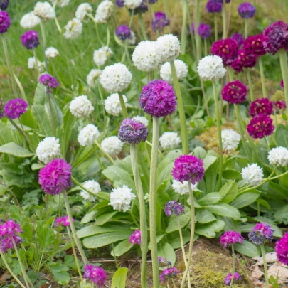 Prvosienka zúbkatá Nepálska zmes farieb - Primula denticulata - semená - 300 ks