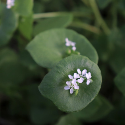 BIO Portulaka zimná - Claytonia perfoliata - bio semená - 100 ks