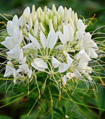 Kleoma tŕnitá biela - Cleome hassleriana - semená - 10 ks