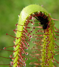 Rosička kapská Vogelgat NR - Drosera capensis - semená - 15 ks