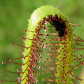 Rosička kapská Vogelgat NR - Drosera capensis - semená - 15 ks