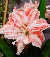 Zornica plnokvetá Dancing Queen - Hippeastrum - cibuľoviny - 1 ks