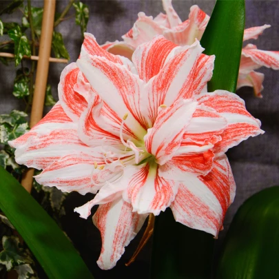 Zornica plnokvetá Dancing Queen - Hippeastrum - cibuľoviny - 1 ks