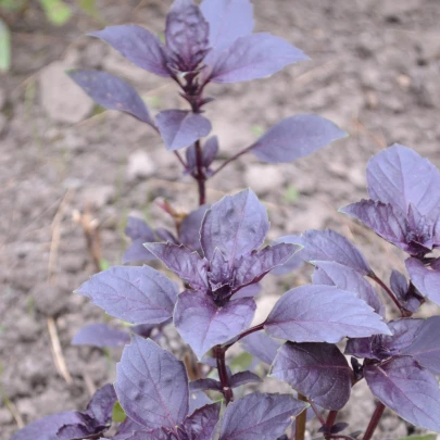 Bazalka pravá červená - Ocimum basilicum - semená - 200 ks