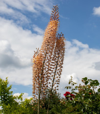 Fakľa Romance - Eremurus - cibuľoviny - 1 ks