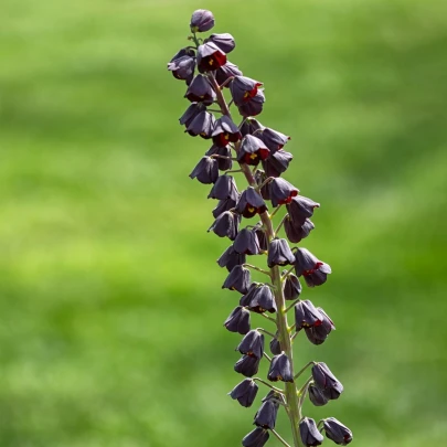 Korunkovka perská Adiyaman - Fritillaria persica - cibuľoviny - 1 ks